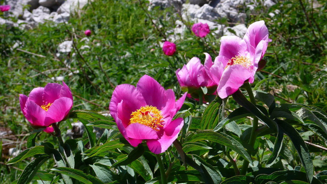 Paeonia officinalis subsp. officinalis / Peonia selvatica